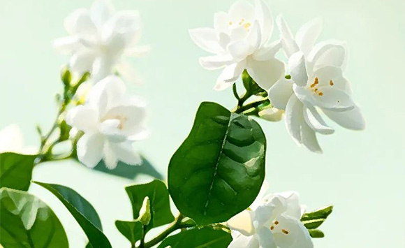 �V��Ľ�pʳƷ�Ƽ����޹�˾--�a(ch��n)Ʒ����2_05